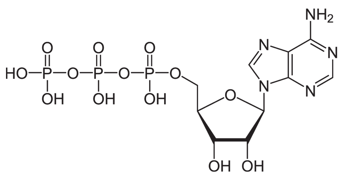 How is ATP produced in muscles