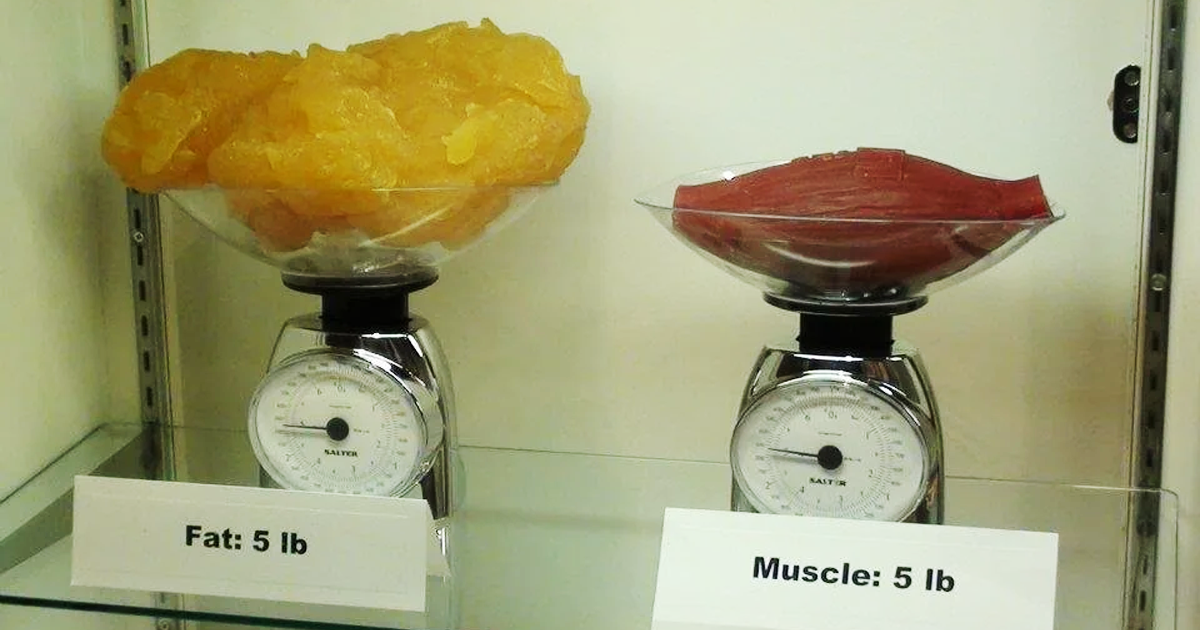 Muscle tissue is denser than fat tissue