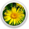 Elecampane Photo