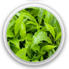 Green Tea Photo