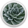 Mullein Image