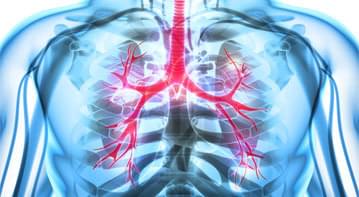 Respiratory System Image
