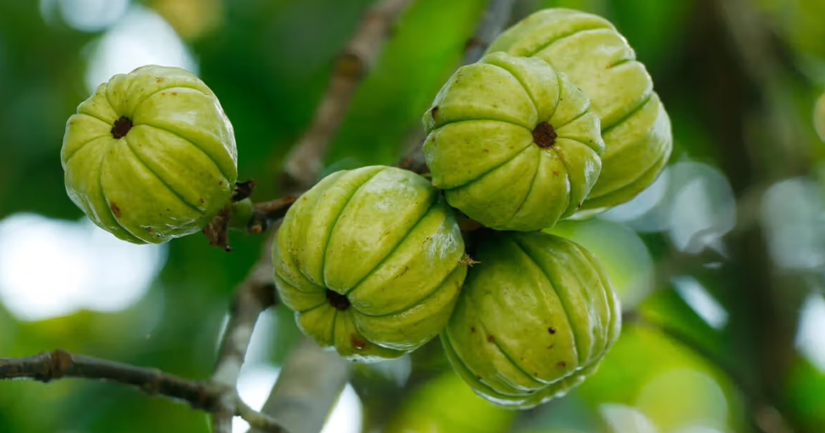 A tropical fruit containing various bioactive compounds