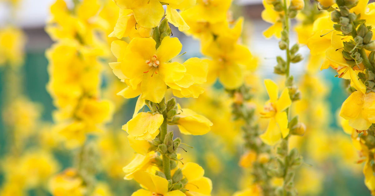 why mullein leaf is part of skald's formula